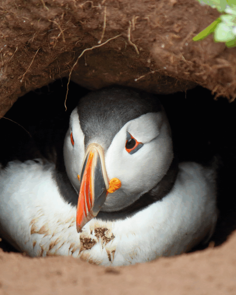 10 Fun Facts About Puffins That Will Make You Love Them Even More